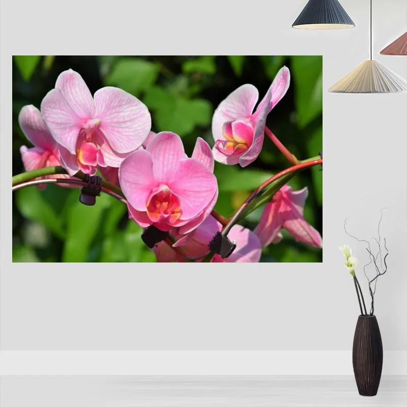 Новое поступление женских туфель цветок орхидеи постер на стену современный