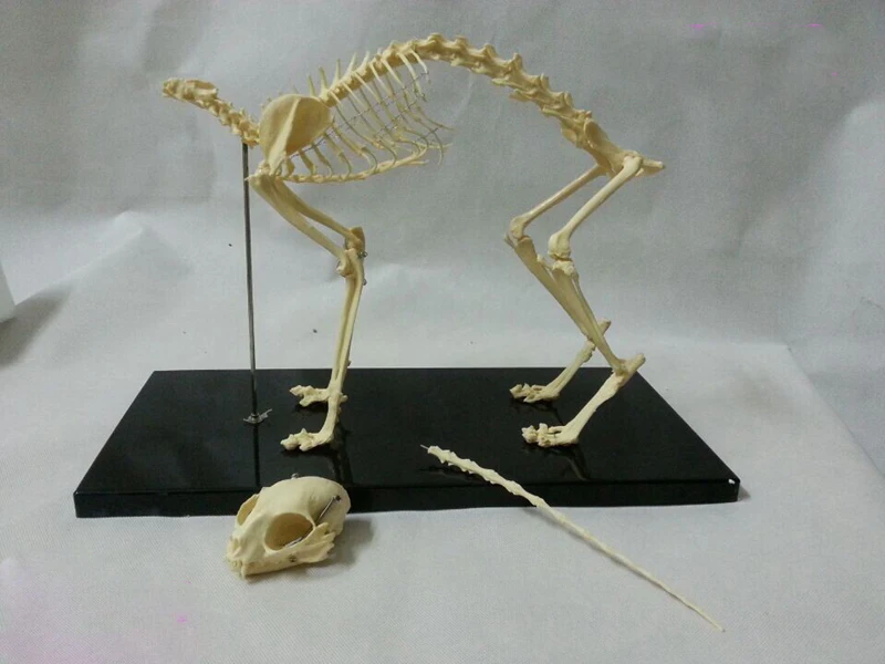 Кошка скелет модель ПВХ животное образовательная скелета модель|cat skeleton model|cat