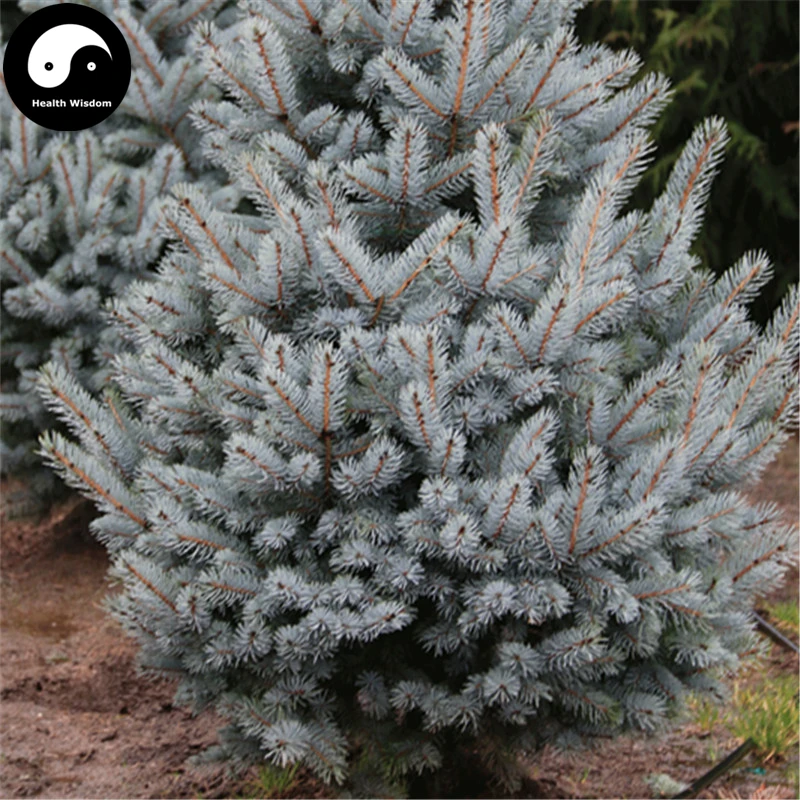 Купить Picea Pungens Fir Tree Semente 120 шт завод синий ель дерево китайская Lan Shan