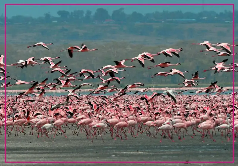 10K знаменитые магниты Кения фламинго прямоугольный металлический магнит на