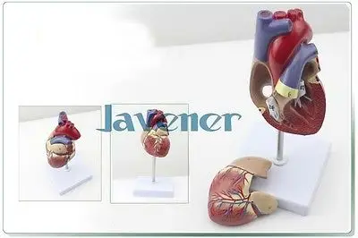 1:1 анатомическая Анатомия сердца внутренние органы медицина модель органа Emulational