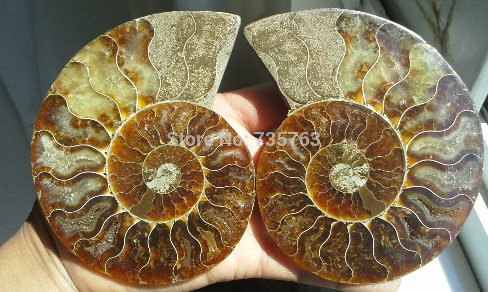 88fa 00448 1 пара полуразрезанных аммонитовых оболочек Юрского периода | Дом и сад