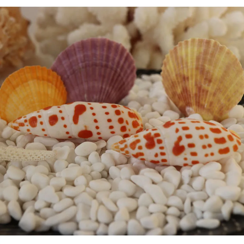 

Free Shipping(2pcs/lot)Episcopal Mitre Natural Shell & Conch Home Decoration Aquarium Landscaping Shell Ornaments