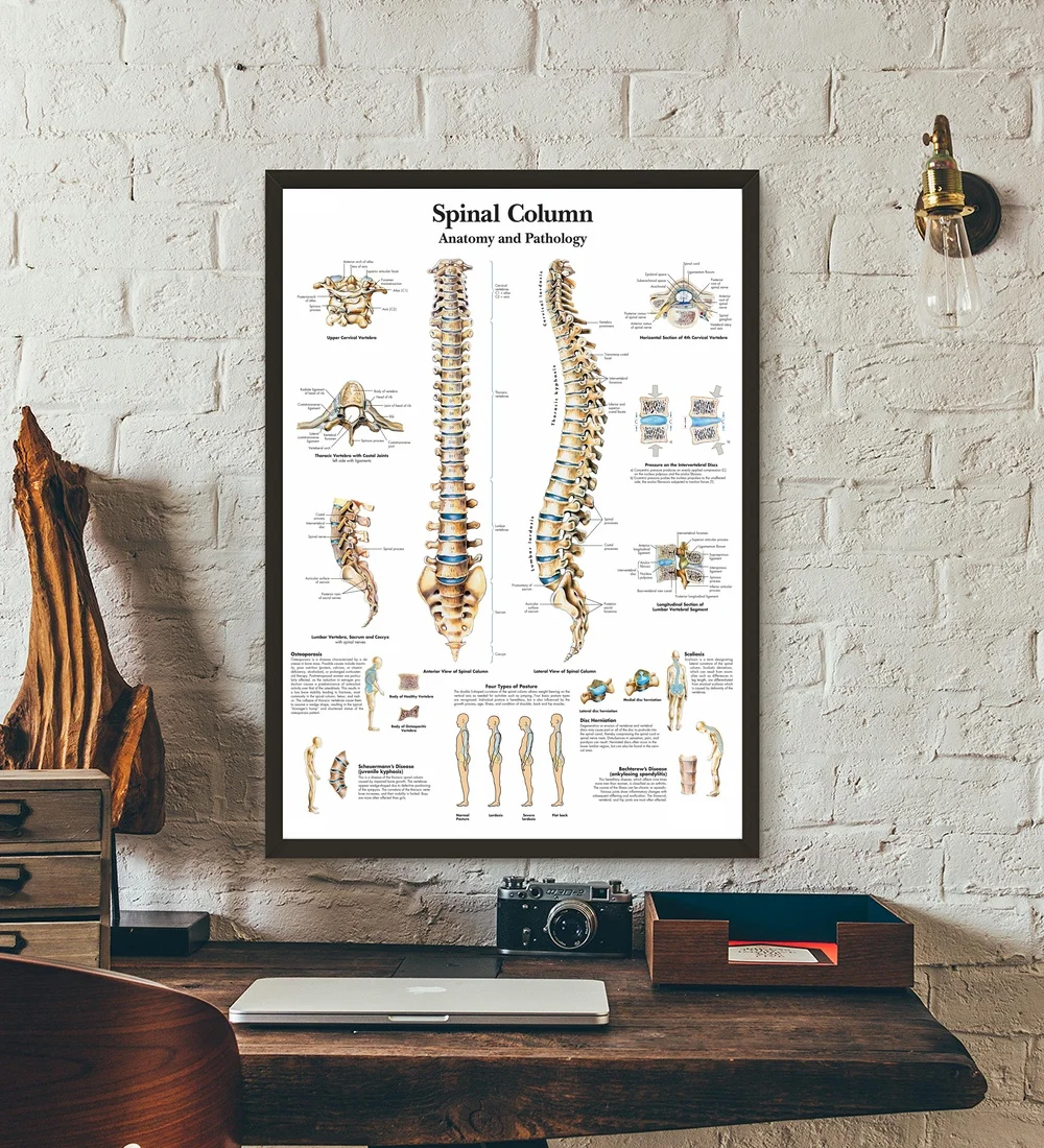 

Anatomical Chart Human Body Anatomy Medical Wall Art Wall Decor Silk Prints Art Poster Paintings for Living Room No Frame