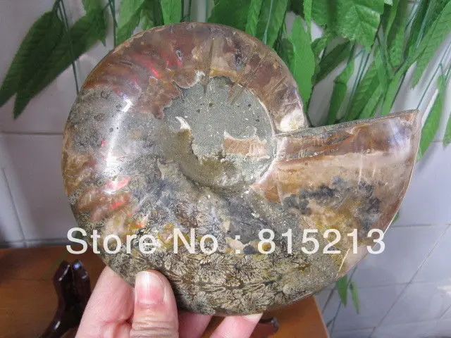00661 HUGE Madagascar Pretty Pair Slices Polished Split Ammonite Fossil | Дом и сад