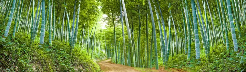 Фото Настройка размера 3D занавеска зеленая бамбуковая лесная для окна Гостиная