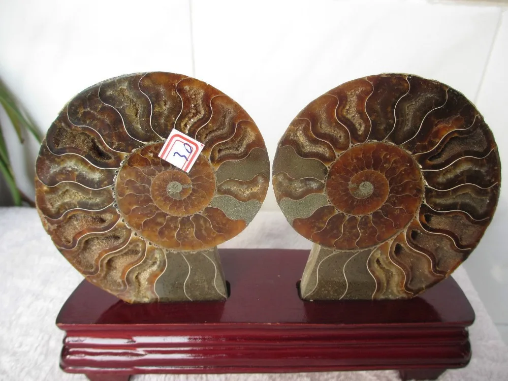AAA ++ AMMOLITE NAUTILUS мадагаскарский ископаемый экземпляр 307g + подставка 99g|fossil fossils|fossils