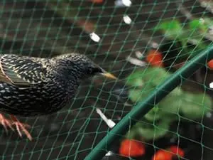 1 шт. садовая сеть для захвата птиц 5 м х 40 | Дом и сад