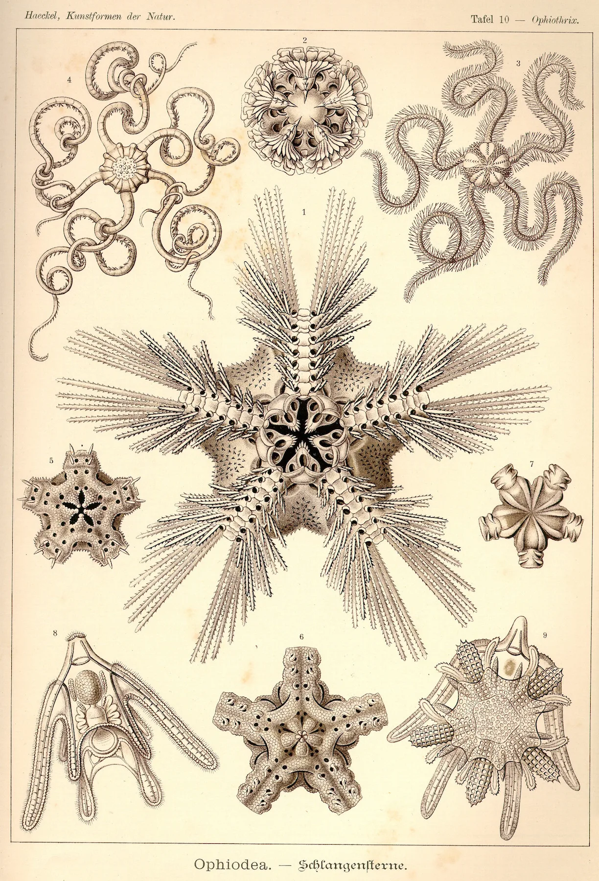 Винтажный художественный постер Ernst Haeckel классический холст настенные постеры