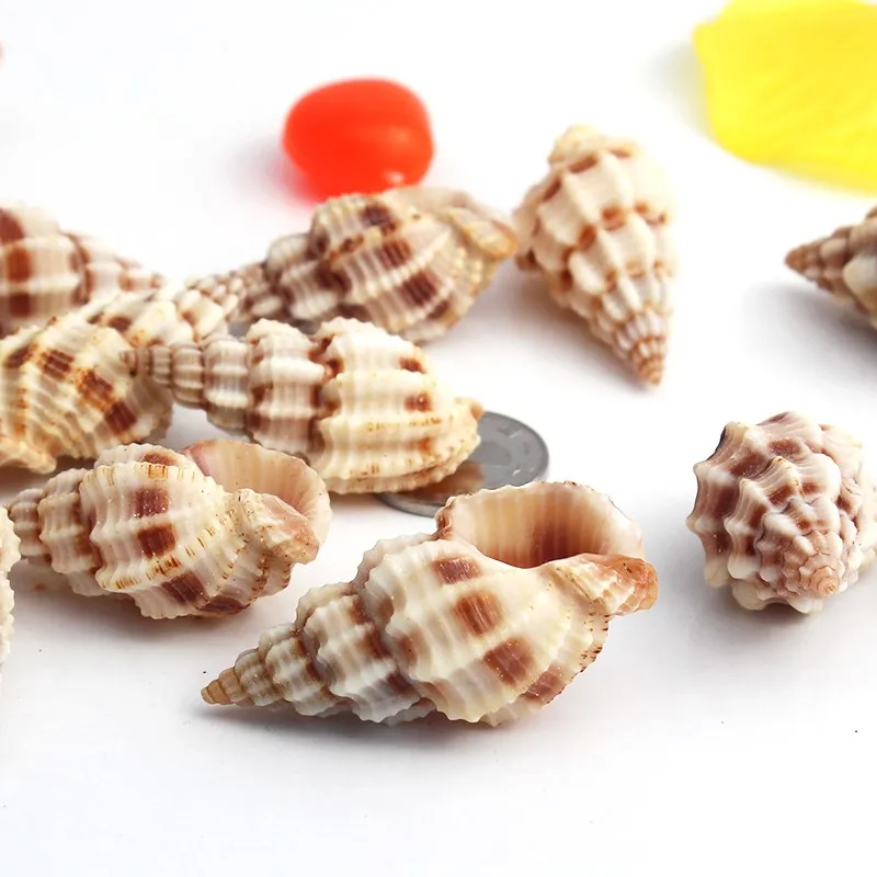 Натуральные морские раковины для пляжа украшения из органического Конча ремесло