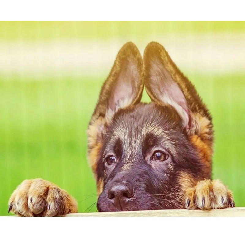 Алмазная вышивка 5d сделай сам распродажа животных немецкая овчарка животное