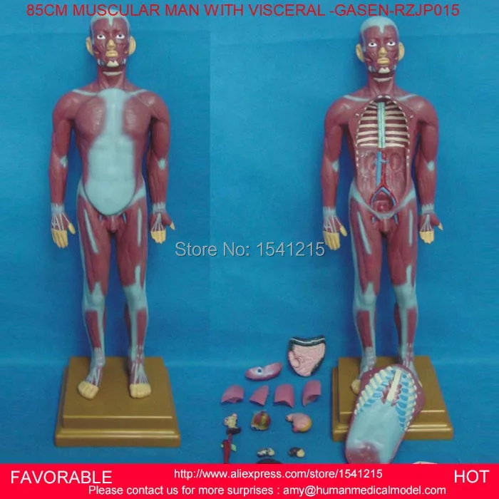 HUMAN TORSO MODEL MALE ANATOMICAL ANATOMY MEDICAL MUSCULAR MAN WITH INTERNAL ORGANS -GASEN-RZJP015 | Канцтовары для офиса и
