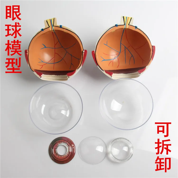 Увеличенная модель глаз увеличенная анатомии обучающая модель|anatomy model|eye modelmodel