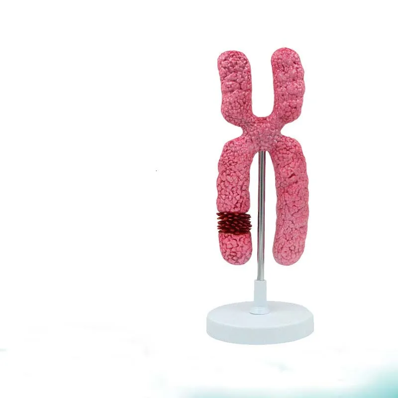 

X Chromosome УСИЛЕННАЯ МОДЕЛЬ, Meiosis, преподавание биологии, Organelle, анатомическая модель, анатомическая модель Genetics