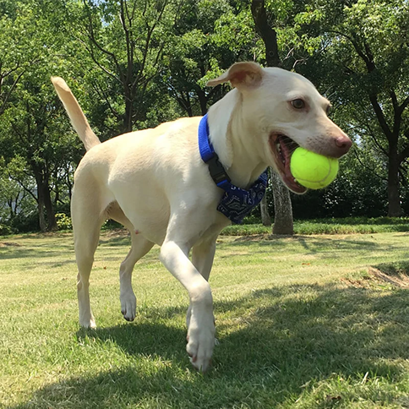 

Professional Fluorescent Yellow Tennis Training Ball Small High Resilience Tennis Ball Practice Training Outdoor Sport Exercises