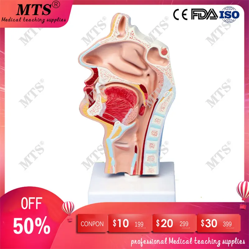 Человеческая носовая полость горло анатомическая модель горла и глотка ЛОР