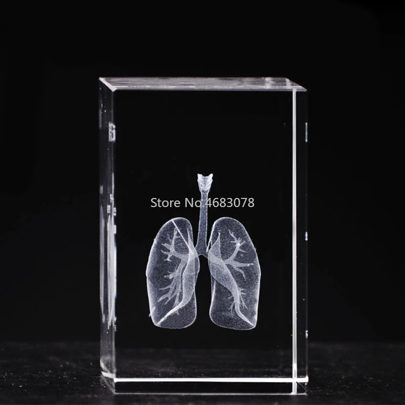 3D стереоскопический кристалл внутренняя резьба Модель анатомии легких человека