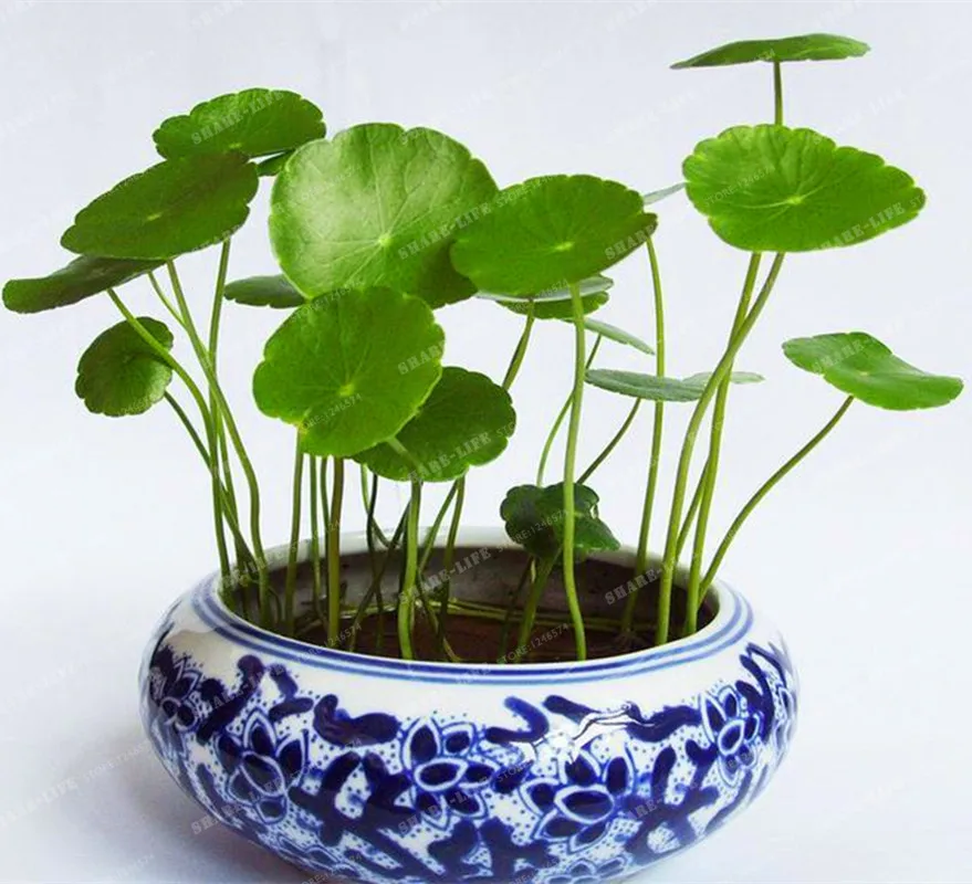 Potted 100Pcs Hydroponics Flower Aquarium Plants Penny Grass Bonsai Best Indoor Plant Hydrocotyle Vulgaris |