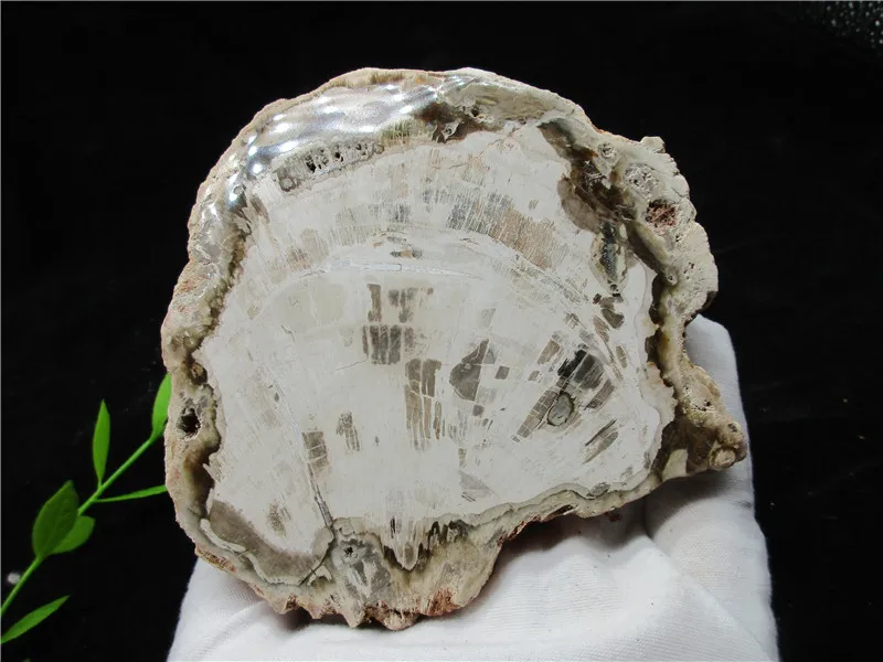 Natural Wood Root Fossil Crystal Stone Rock Healing Gemstone Specimen Mineral Gem For Collection | Дом и сад