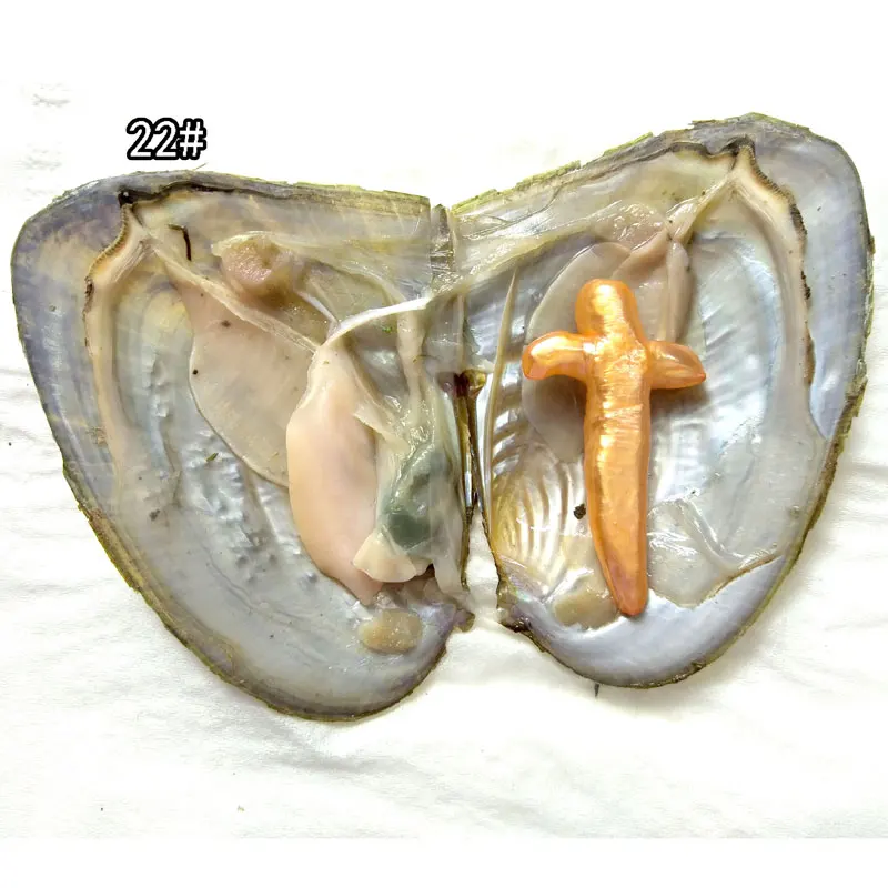 50 шт. устрица в вакуумной упаковке с одинарным 15-40 мм золотым натуральным