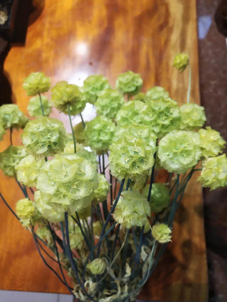 Color-5 10 пучков предварительно просушенный Scabiosa Stellata цветок для ремесла подарок аксессуары украшения Организация цветов DIY - Цвет: Color-5