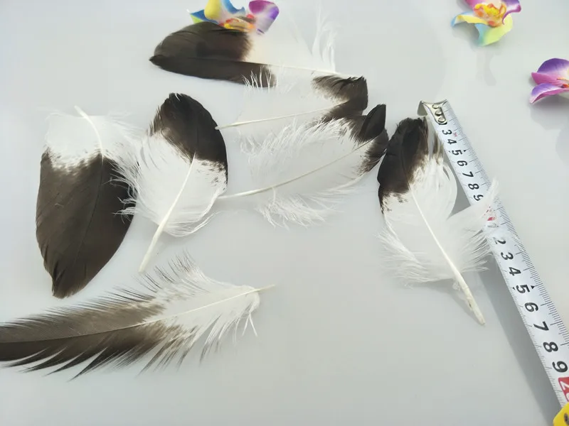 Бесплатная доставка Оптовая продажа 10 шт. дефицитные натуральные золотые перья