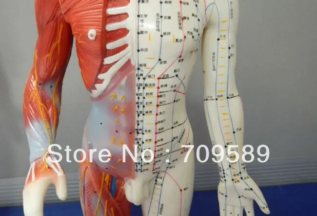 Модель анатомии профессиональная искусственная кожа и Анатомические мышцы 55 см |