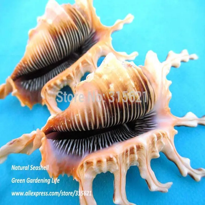 2 шт. SIZE10-12cm натуральный черный скорпион раковины домашний декор аквариум