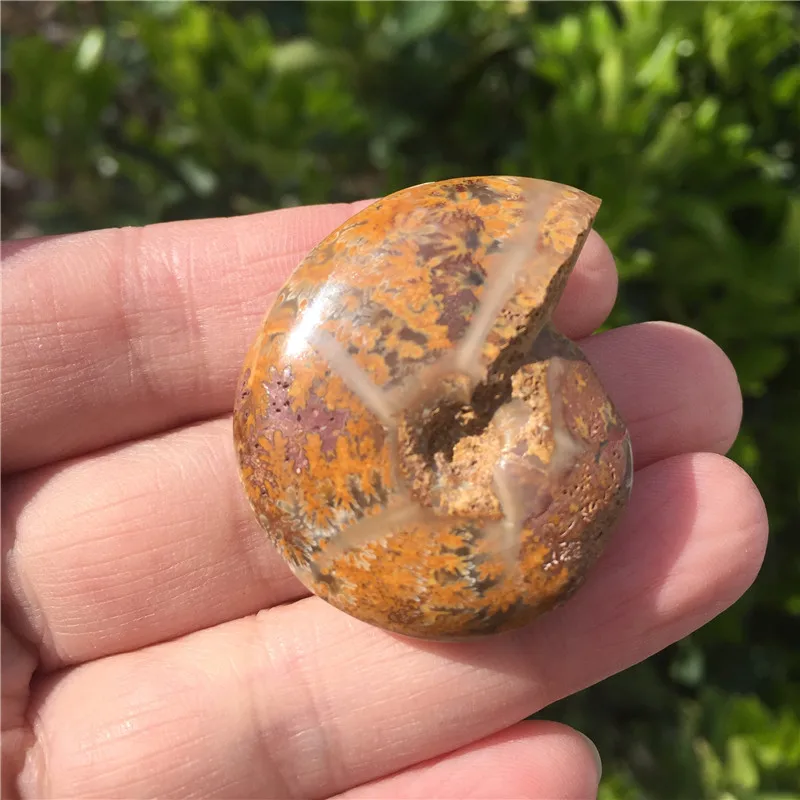 1pcs Natural Ammonite Fossil Specimen Ammolite Ocean Animal Snail Conch Madagascar Original Mineral | Дом и сад