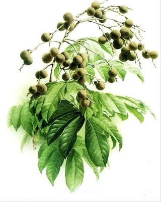 100% натуральный шелк тутового шелкопряда сделай сам вышивка Сучжоу наборы узоров