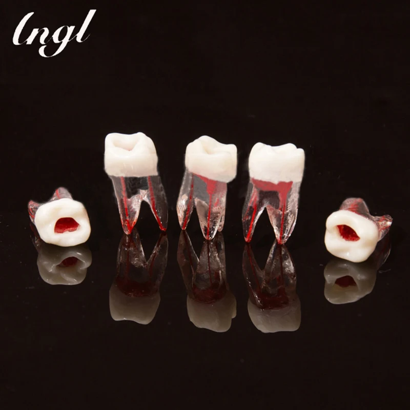 5pcs/lot Dental Teeth Root Canal Model for RCT Practice Pulp Dentist Model Dentistry Lab Material Dentist Tools dentist