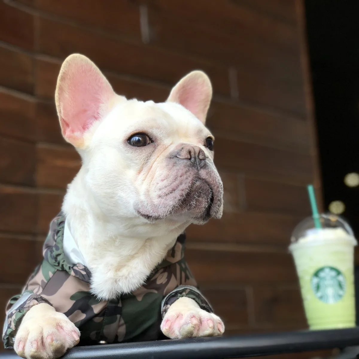 Pet Dog Raincoat Clothes Waterproof Raining Rain Coat For Big Dogs Camouflage Outdoor Costumes French Bulldog |
