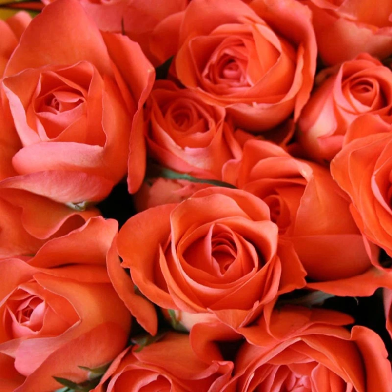 

Decorative art roses flowers printed on cotton canvas from nature photos as gift for lover or friends free shipping