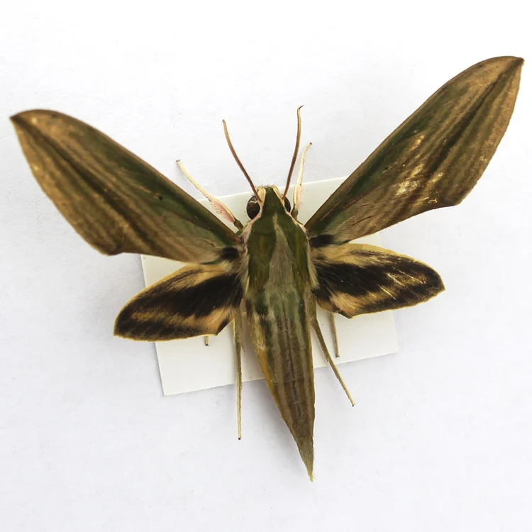 Образцы насекомых beetle/locust/mantis научное обучающее оборудование детский