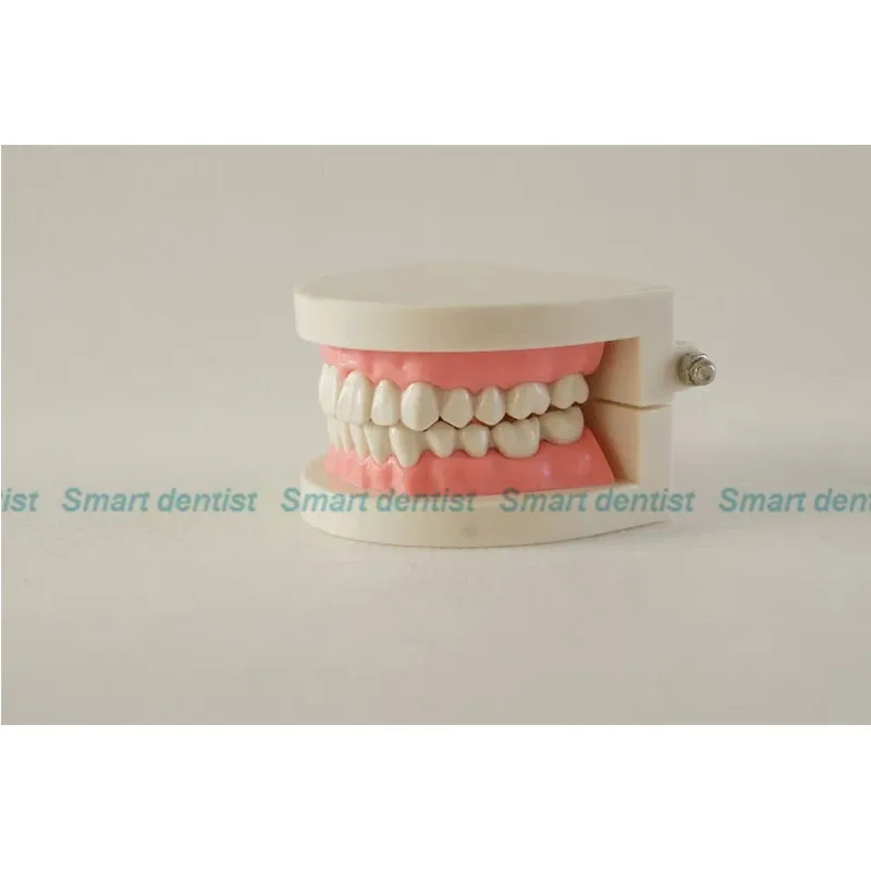 

2016 Tooth brushing model used to guide students to practice 1/2Standard Model