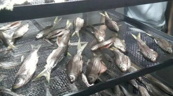 Горячая Распродажа 12 лоток Сушилка промышленного типа для пищевых продуктов/Еда замораживания сушилка машина от китайского производителя