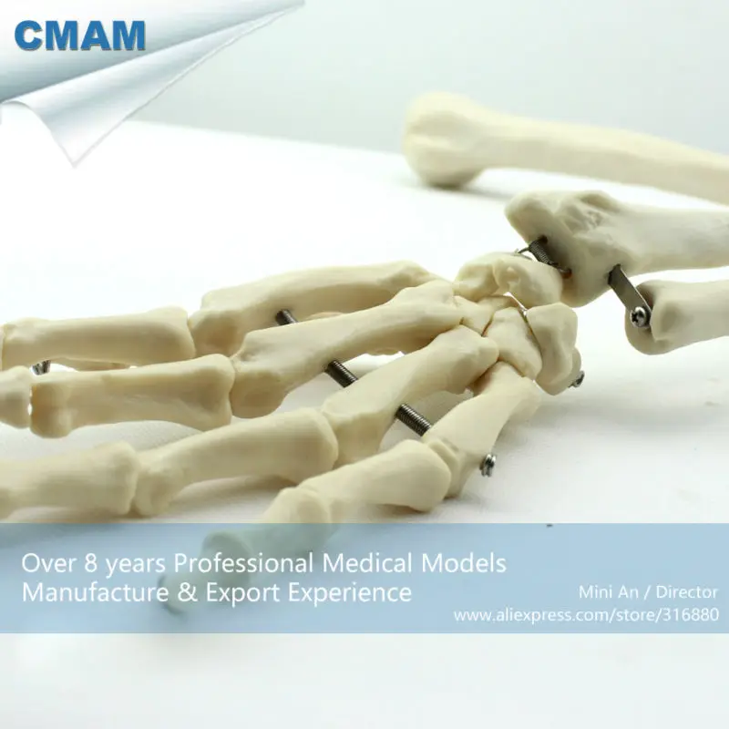 CMAM/12358 кость для верхней конечности медицинская анатомическая человеческая