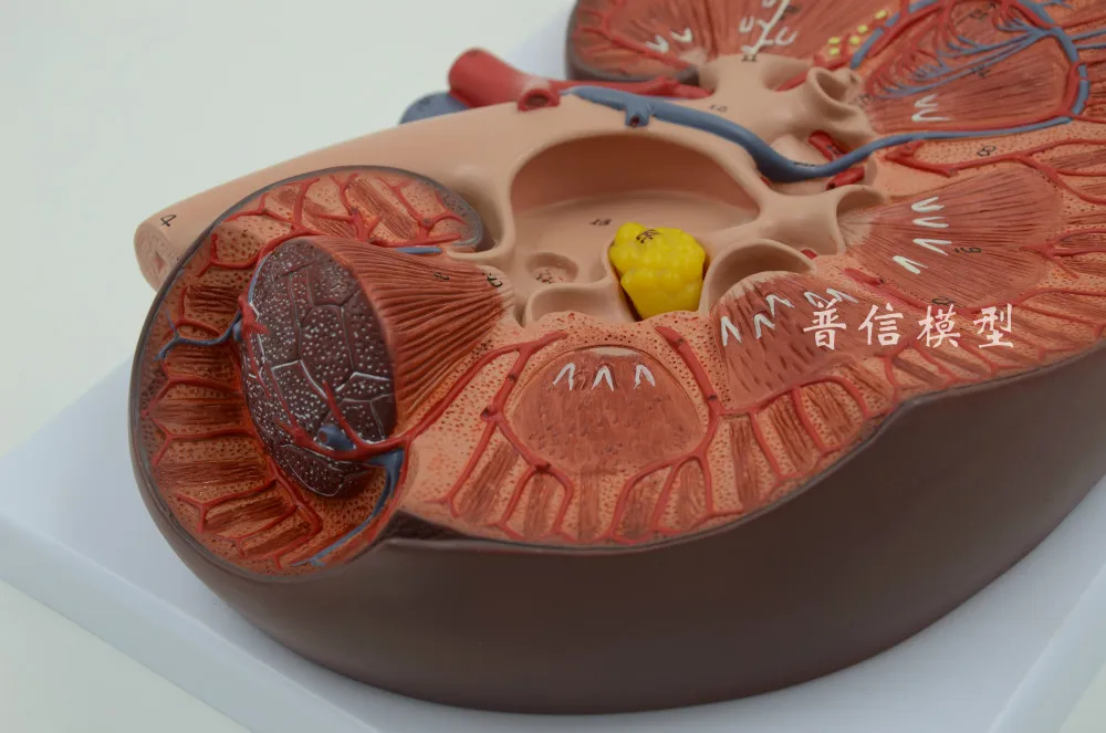 Бесплатная доставка и надпочечник модель почечной анатомии для урологического