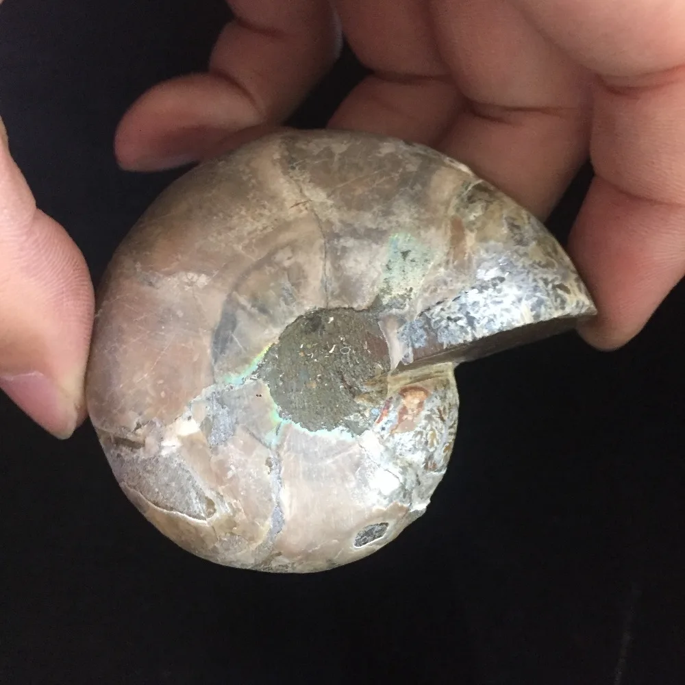 Кухонные аксессуары целебные камни 77 г окаменелости аммония украшение из