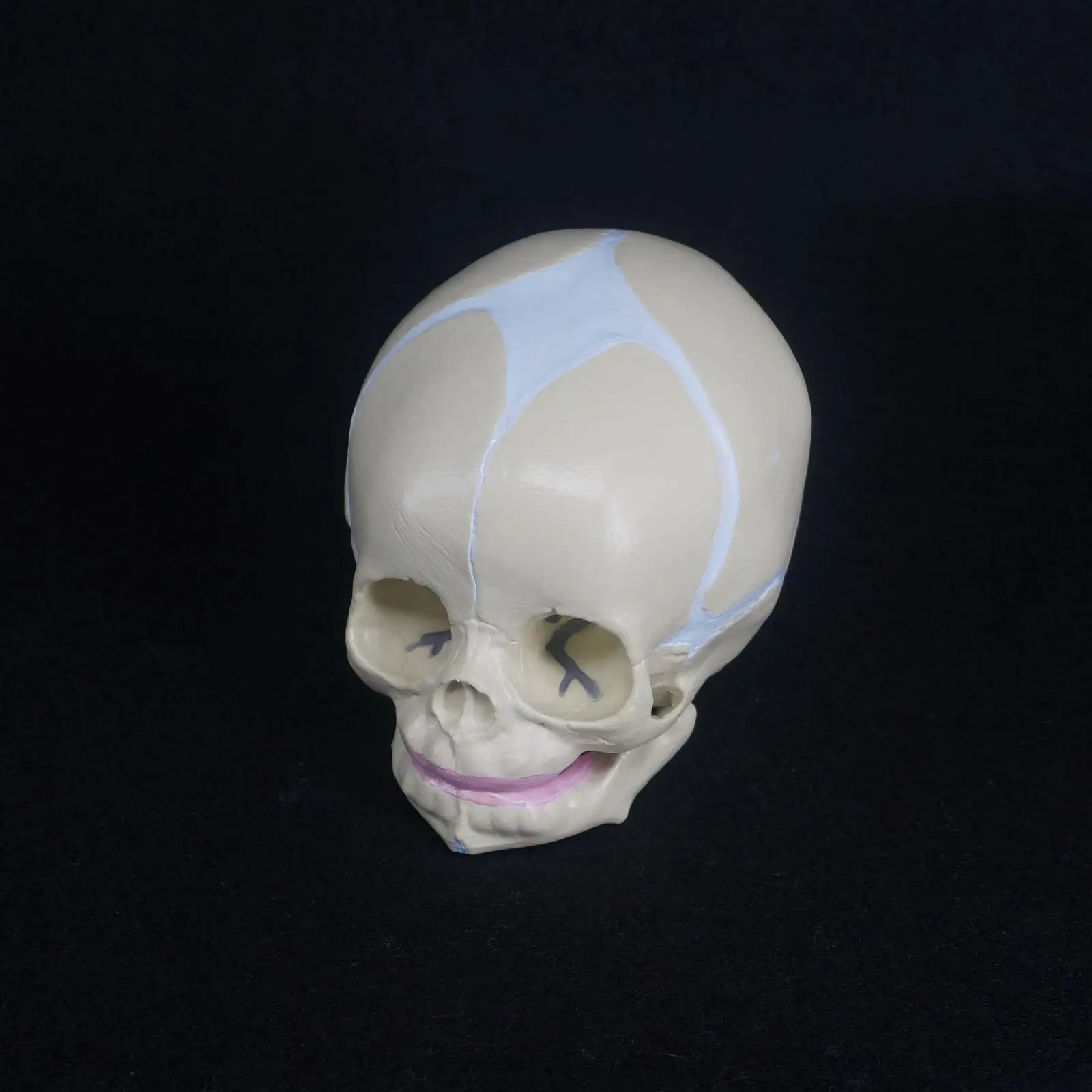 

PVC Human Fetal Baby Infant Medical Anatomical Skull Model For Art Sketch High Simulation