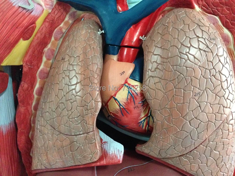Модель анатомическая Visceral для взрослых модель анатомии человеческого тела мышц