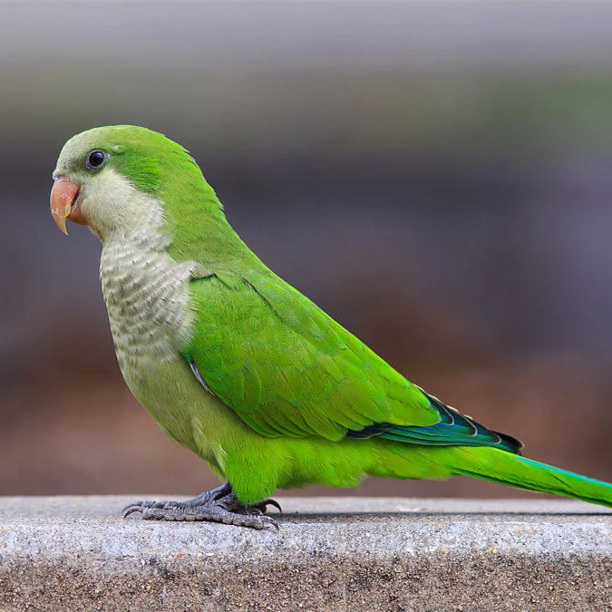 Monk Parakeet Gingerain одежда с птицами, одежда с попугаем, большая рождественская оригинальная ручная работа, одежда с птицами, свитер с капюшоном, большой Рождественский - Цвет: Monk Parakeet
