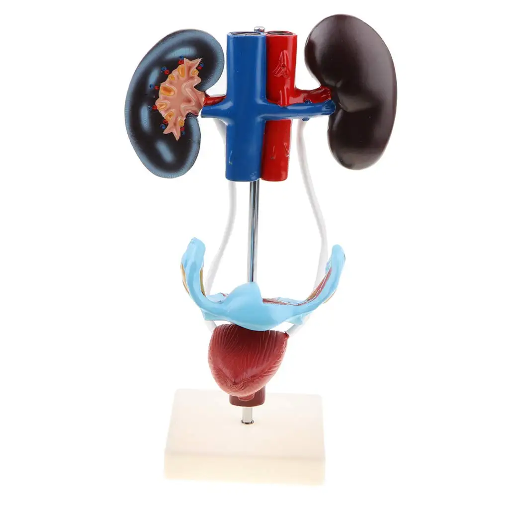 1: 1 Женская репродукция мочевая система модель человеческого органа