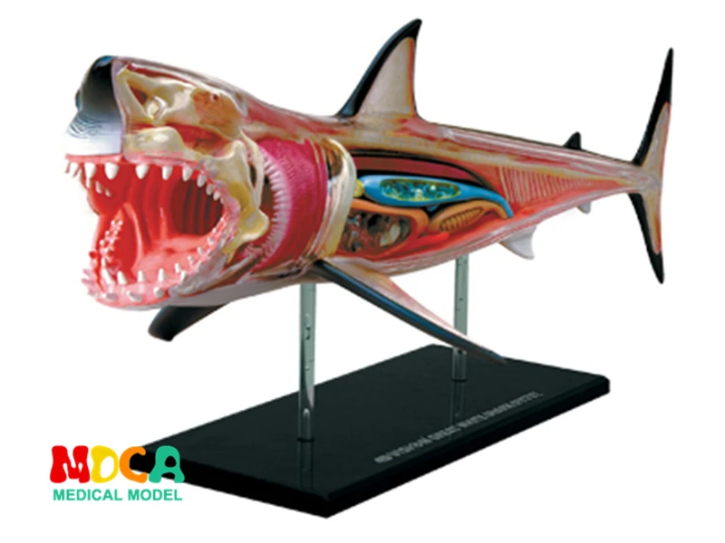 Мастер головоломка Shark 4d игрушка для сборки животных биология орган обучающая
