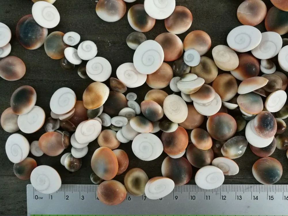 100% натуральные мелкие части морских коньков (большие и маленькие) идея для