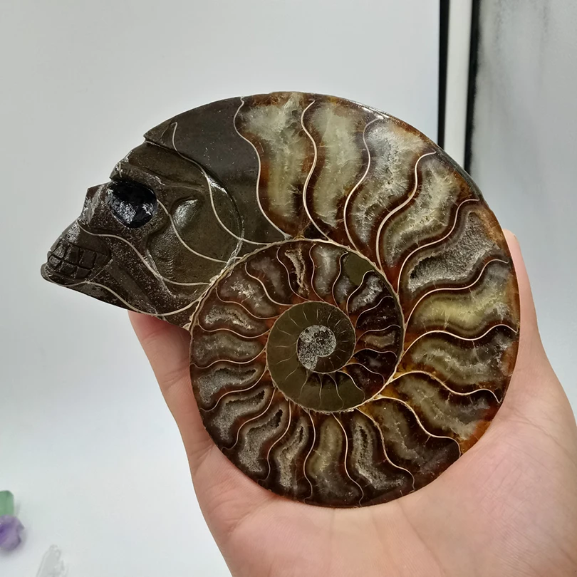 308 граммов высокого качества nautilus раковины резной череп исцеления минеральный