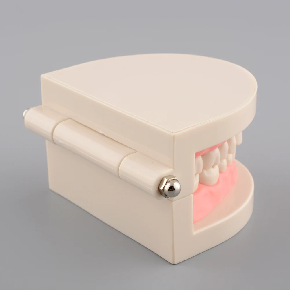Детские зубы модель Стандартный стоматологический обучения изучения