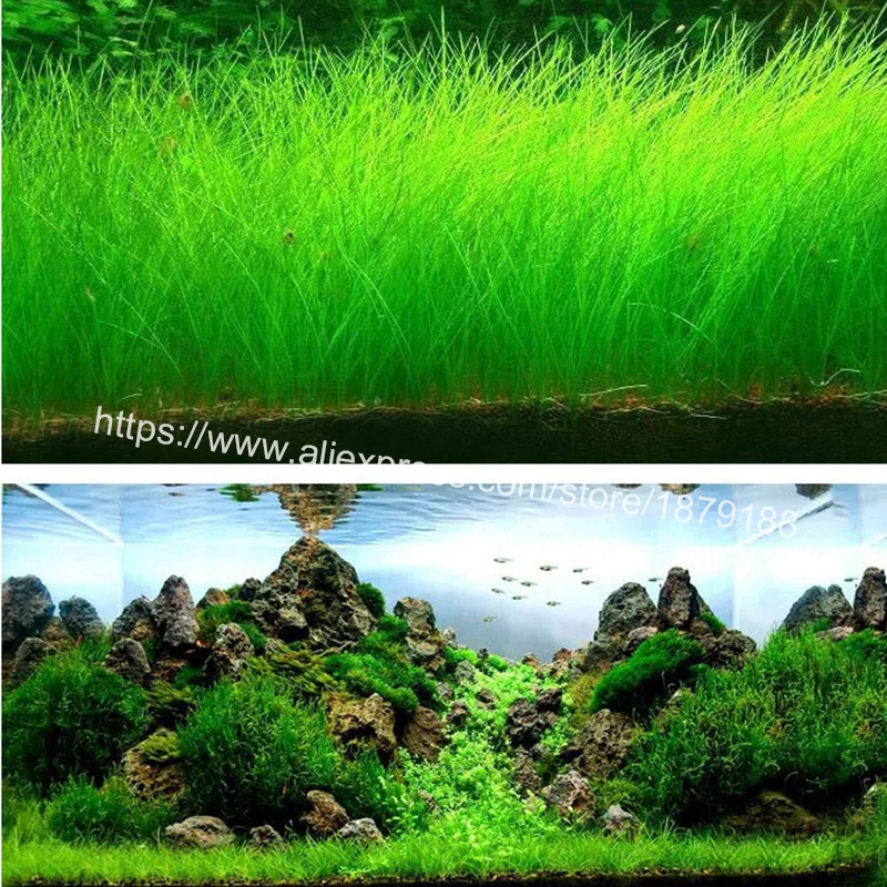 Аквариумный Пейзаж орнамент водная трава мини лист живое растение аквариума украшение дома Граден B888