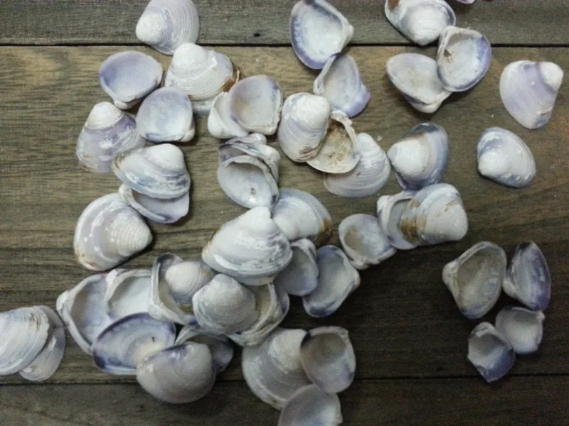 100% Натуральный маленький белый морские раковины идея для домашнего украшения |