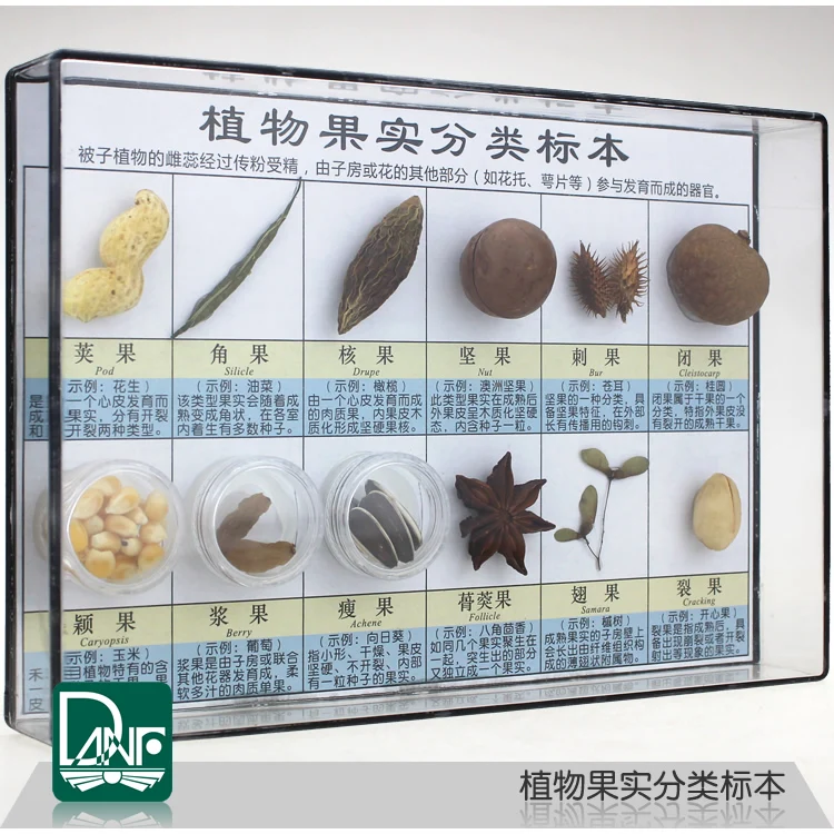 60 Kinds of Plant Fruit Seed Specimens Classification Kindergarten Science Area Teaching Equipment | Канцтовары для офиса и